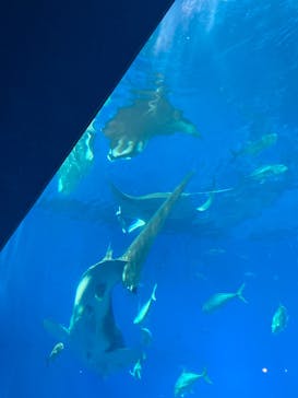 沖縄美ら海水族館に投稿された画像（2024/3/24）