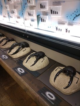 国立科学博物館に投稿された画像（2024/3/24）