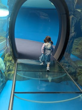 しながわ水族館に投稿された画像（2024/3/24）