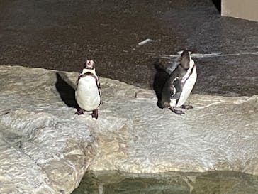 アクアワールド茨城県大洗水族館に投稿された画像（2024/3/24）