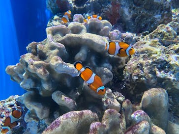 アクアワールド茨城県大洗水族館に投稿された画像（2024/3/24）