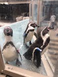 アクアワールド茨城県大洗水族館に投稿された画像（2024/3/24）