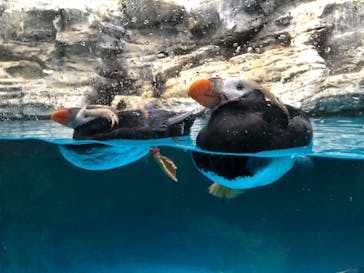 アクアワールド茨城県大洗水族館に投稿された画像（2024/3/24）