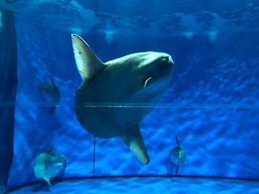 アクアワールド茨城県大洗水族館に投稿された画像（2024/3/24）