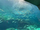 九十九島水族館海きららに投稿された画像（2024/3/24）