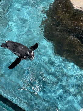 NIFREL（ニフレル）に投稿された画像（2024/3/24）