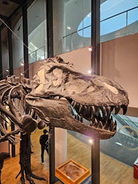 福井県立恐竜博物館に投稿された画像（2024/3/24）