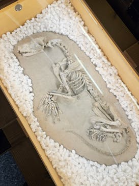 福井県立恐竜博物館に投稿された画像（2024/3/24）