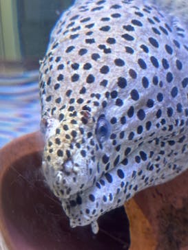 名古屋港水族館に投稿された画像（2024/3/24）