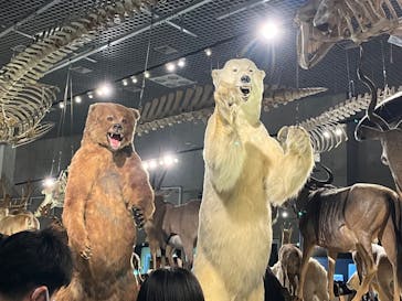 特別展「大哺乳類展３－わけてつなげて大行進」に投稿された画像（2024/3/24）