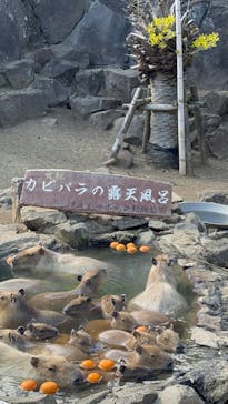 伊豆シャボテン動物公園に投稿された画像（2024/3/24）