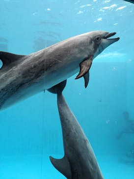 名古屋港水族館に投稿された画像（2024/3/24）