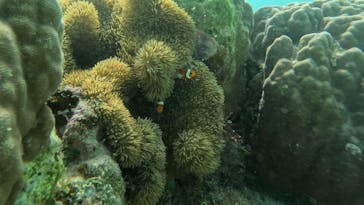 宮古島 ADVENTURE PiPi（ミヤコジマ アドベンチャー ピピ）に投稿された画像（2024/3/24）