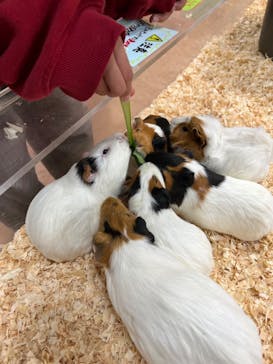 いきもの探検隊上尾に投稿された画像（2024/3/24）