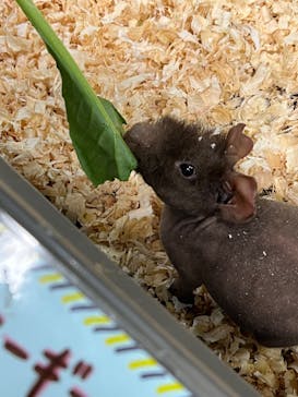 いきもの探検隊上尾に投稿された画像（2024/3/24）