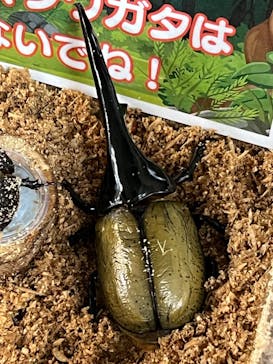 いきもの探検隊上尾に投稿された画像（2024/3/24）