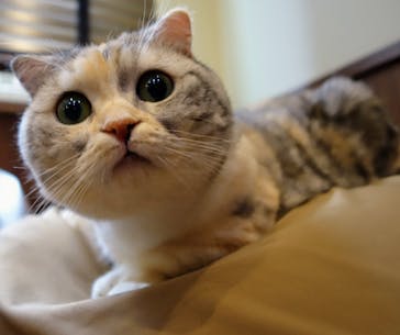 猫カフェモカ　池袋東口店に投稿された画像（2024/3/24）