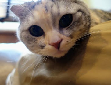 猫カフェモカ　池袋東口店に投稿された画像（2024/3/24）