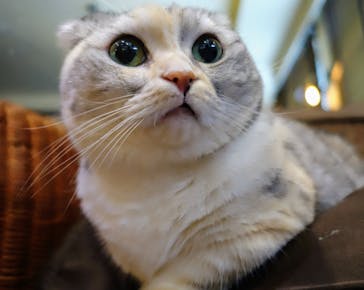 猫カフェモカ　池袋東口店に投稿された画像（2024/3/24）