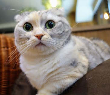 猫カフェモカ　池袋東口店に投稿された画像（2024/3/24）