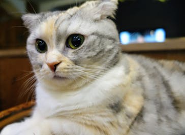 猫カフェモカ　池袋東口店に投稿された画像（2024/3/24）