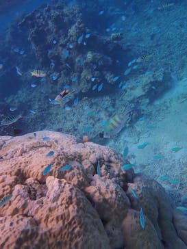 宮古島 ADVENTURE PiPi（ミヤコジマ アドベンチャー ピピ）に投稿された画像（2024/3/24）