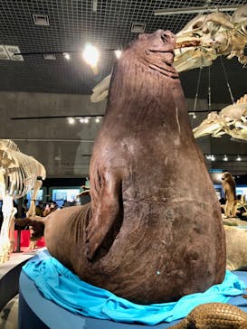 特別展「大哺乳類展３－わけてつなげて大行進」に投稿された画像（2024/3/24）