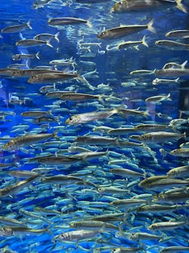 アクアワールド茨城県大洗水族館に投稿された画像（2024/3/24）