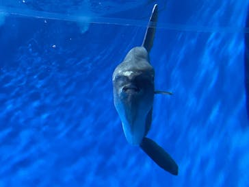 アクアワールド茨城県大洗水族館に投稿された画像（2024/3/24）