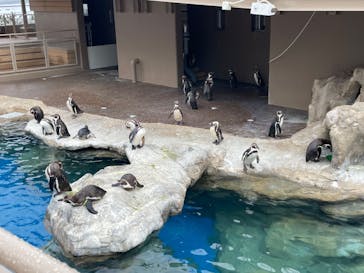 アクアワールド茨城県大洗水族館に投稿された画像（2024/3/24）