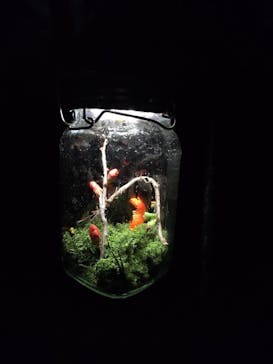 六義園に投稿された画像（2024/3/24）