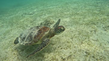 宮古島 ADVENTURE PiPi（ミヤコジマ アドベンチャー ピピ）に投稿された画像（2024/3/24）