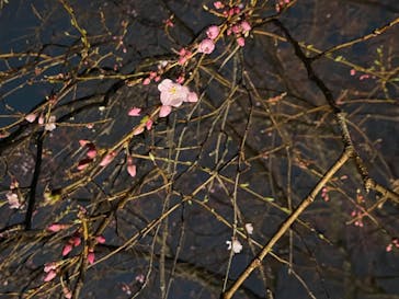 六義園に投稿された画像（2024/3/24）