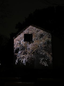 六義園に投稿された画像（2024/3/24）