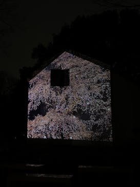 六義園に投稿された画像（2024/3/24）