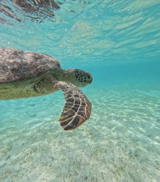 宮古島 ADVENTURE PiPi（ミヤコジマ アドベンチャー ピピ）に投稿された画像（2024/3/24）