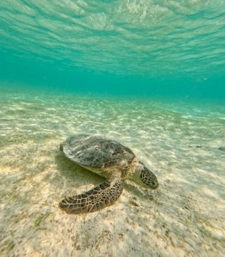 宮古島 ADVENTURE PiPi（ミヤコジマ アドベンチャー ピピ）に投稿された画像（2024/3/24）