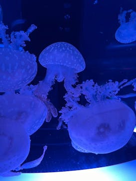 マクセル アクアパーク品川に投稿された画像（2024/3/24）