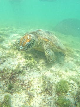 宮古島 ADVENTURE PiPi（ミヤコジマ アドベンチャー ピピ）に投稿された画像（2024/3/24）