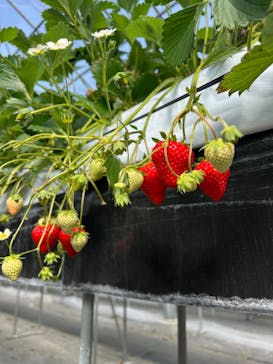 MIGAKI FARMに投稿された画像（2024/3/24）