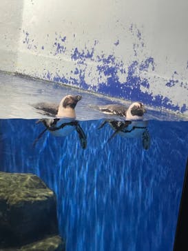 マクセル アクアパーク品川に投稿された画像（2024/3/24）