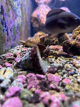 下田海中水族館に投稿された画像（2024/3/24）