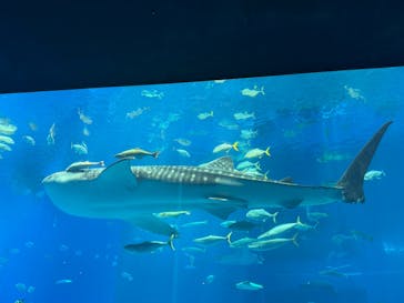 沖縄美ら海水族館に投稿された画像（2024/3/24）