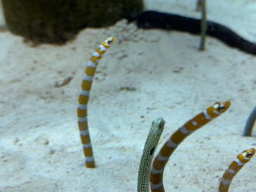 沖縄美ら海水族館に投稿された画像（2024/3/24）