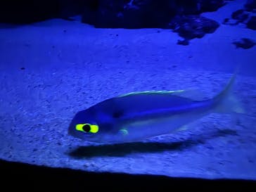 沖縄美ら海水族館に投稿された画像（2024/3/24）