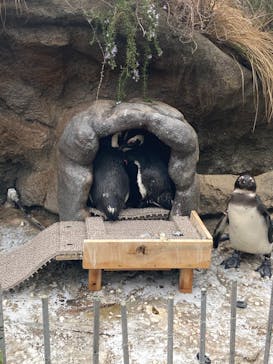 サンシャイン水族館に投稿された画像（2024/3/24）