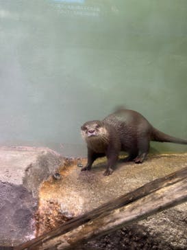 マクセル アクアパーク品川に投稿された画像（2024/3/25）