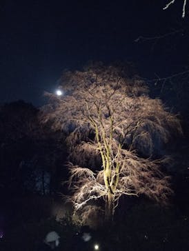 六義園に投稿された画像（2024/3/25）