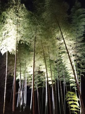 六義園に投稿された画像（2024/3/25）