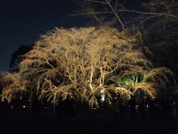 六義園に投稿された画像（2024/3/25）